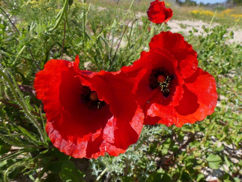 To Let 3 Bedroom Property for Rent in Britannia Bay Western Cape